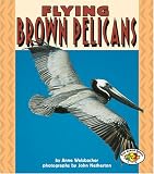 Welsbacher, Anne: Flying Brown Pelicans
