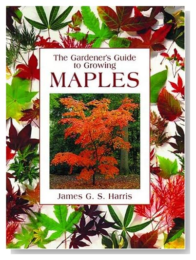 Japanese maple tree is japanese maple tree types. Japanese maple tree is