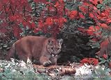 Lewis, Thomas A.: Wildlife of North America Lewis, Thomas A.: Wildlife of North America