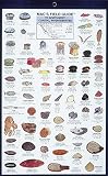 MacGowan, Craig: Mac's Field Guide to Northwest Coastal Invertebrates