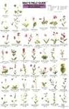 MacGowan, Craig: Mac's Guide-Pac Nw Wildflowers