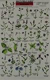 MacGowan, Craig: Mac's Field Guide To Northern California Wildflowers