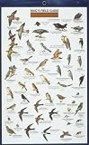 MacGowan, Craig: Mac's Field Guide To Southern California Park and Garden Birds