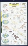 MacGowan, Craig: Dinosaurs - North America