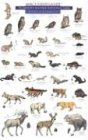 MacGowan, Craig: Mac's Field Guide to Mount Rainier National Park: Mammals and Birds