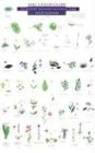 MacGowan, Craig: Mac's Field Guide to Mount Rainier National Park: Flowers and Trees