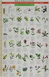 MacGowan, Craig: Mac's Field Guide to Great Smoky Mountain National Park: Wildflowers and Trees