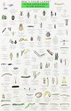 MacGowan, Craig: Mac's Field Guide to Good Garden Bugs of the Midwest