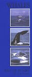 Beatty, Tim: Whales of the Bay of Fundy