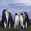 Penguins 2009 Calendar