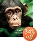 Chimpanzee