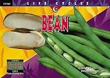 Schwartz, David M.: Bean
