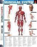 Sparknotes: Muscularsystem Sparknotes: Muscularsystem