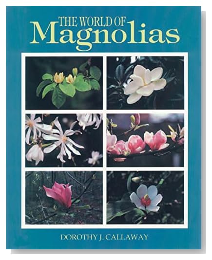 southern magnolia tree leaves. The dwarf magnolia tree is a