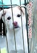 犬たちをおくる日―この命、灰になるために生まれてきたんじゃない (ノンフィクション 知られざる世界)