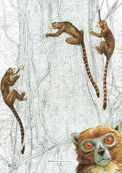 ノタルクトゥス(頭胴長40〜50cm)