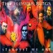 Stardust We Are
