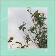 ばらの花