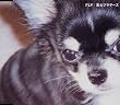 FLY