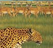 Zoo [CCCD]