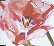 笑             (CCCD)