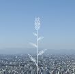 蕾 （初回限定盤）(DVD付)