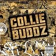 Collie Buddz