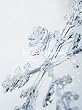 Winter Ballades(初回生産限定盤)(DVD付)