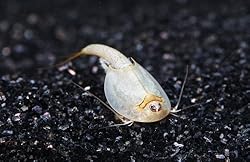 �J�u�g�G�r�̓���