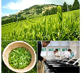 美笠園の深蒸し掛川茶