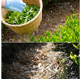美笠園の深蒸し掛川茶