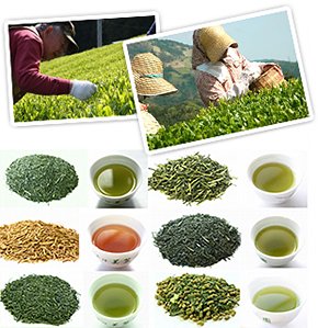 美笠園の深蒸し掛川茶