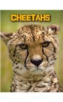 Cheetahs