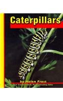 Caterpillars (Butterflies)