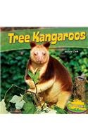 Tree Kangaroos (Up a Tree)