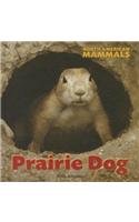 Prairie Dog