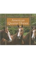 American Quarter Horses by Pamela Dell