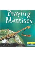 Praying Mantises (World of Insects)