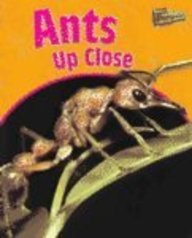 Ants Up Close (Minibeasts Up-Close)