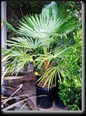 Palm Plants - Windmill Palm Tree