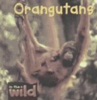 Orangutans (In the Wild)