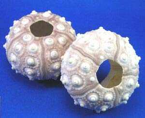 Algopix Similar Product 18 - KARPP 2 Sputnik Sea Urchin Shells