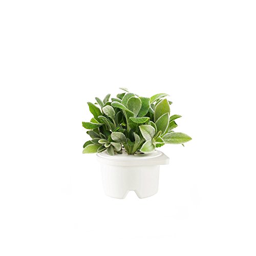 Algopix Similar Product 8 - Click  Grow Smartpot Lambs Ear Refill