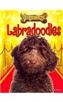 Labradoodles (Designer Dogs)