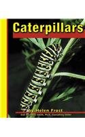 Caterpillars (Butterflies)