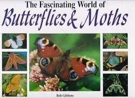 Fascinating World of Butterflies and Moths