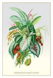 Ornamental Foliage Plants