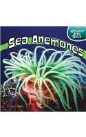 Sea Anemones (Under the Sea)