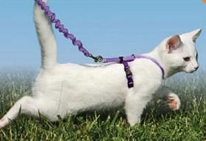 

Come With Me Kitty Harness + Lead-M-RED