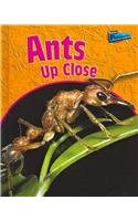 Ants Up Close (Raintree Perspectives)